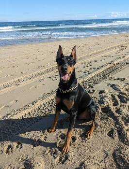 Rescue Doberman Pinscher Dogs for Adoption in Phoenixville, Pennsylvania - Sire | PetCurious