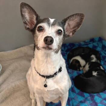 Momma Justice -  Chihuahua and None Dog for Adoption in Tampa, Florida - Momma Justice | PetCurious