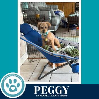 Poodle Dogs Available for Adoption - Peggy 030826 | PetCurious