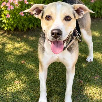 Beagle and Mixed Breed Dogs Available for Adoption in Fresno, California - Darla | PetCurious