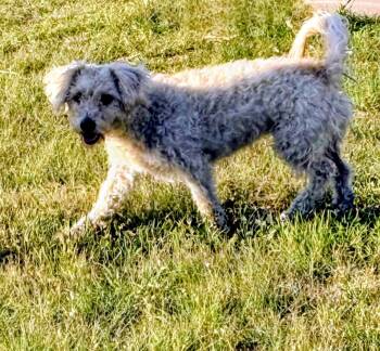 Maya -  Poodle and Mixed Breed Dog for Adoption in Evergreen, Colorado - Maya | PetCurious