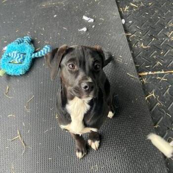 Mixed Breed Dogs Available for Adoption - Megan | PetCurious