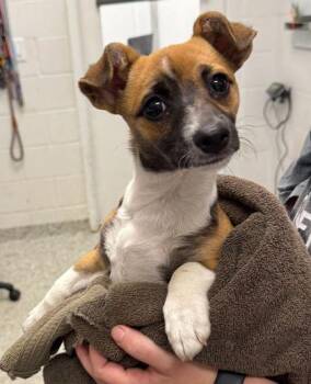 Mixed Breed Dogs Available for Adoption in Kansas City, Missouri - Moti | PetCurious