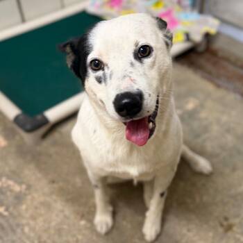 Oreo Milkshake -  Australian Cattle Dog Blue Heeler and Australian Shepherd Dog for Adoption in Starkville, Mississippi - Oreo Milkshake | PetCurious