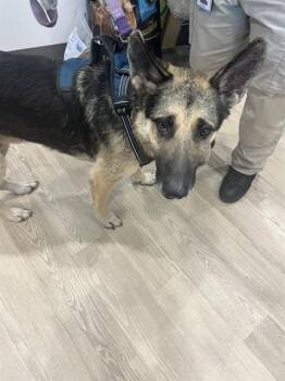 Rescue German Shepherd Dog Dogs for Adoption in Pearland, Texas - GEORGE | PetCurious