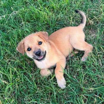 Melissa -  Golden Retriever and German Shepherd Dog Dog for Adoption in Plainfield, Connecticut - Melissa | PetCurious