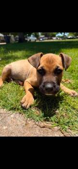 Mastiff Dogs Available for Adoption in Wichita Falls, Texas - Honey | PetCurious