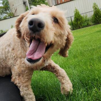 Golden Retriever and Poodle Dogs Available for Adoption in Fort Wayne, Indiana - Roxie | PetCurious