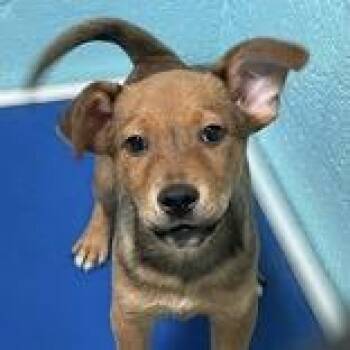Cell - Butler Campus -  Mixed Breed Dog for Adoption in Flagstaff, Arizona - Cell - Butler Campus | PetCurious