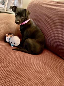 Daphne -  Chihuahua and Chiweenie Dog for Adoption in Baker, Louisiana - Daphne | PetCurious