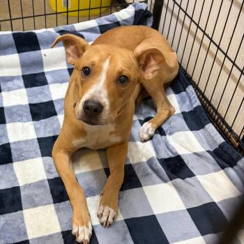 Sadie -  Mixed Breed Dog for Adoption in Lake Jackson, Texas - Sadie | PetCurious