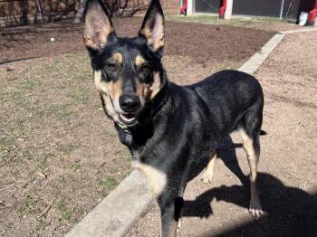 German Shepherd Dog Dogs Available for Adoption - Togo A216061 | PetCurious