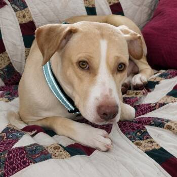 Pit Bull Terrier and Yellow Labrador Retriever Dogs Available for Adoption in Longview, Texas - Becca | PetCurious