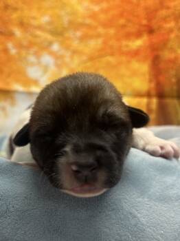 Rescue Border Collie and Mixed Breed Dogs for Adoption in San Antonio, Texas - Kane | PetCurious