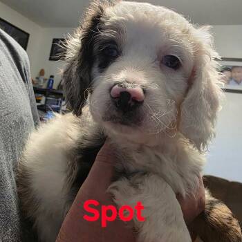 Spot -  Mixed Breed Dog for Adoption in Bismarck, North Dakota - Spot | PetCurious