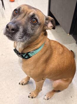 Hound Dogs Available for Adoption - Mia | PetCurious