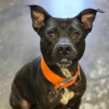 Rescue American Staffordshire Terrier and Boxer Dogs for Adoption in Enid, Oklahoma - Angel | PetCurious