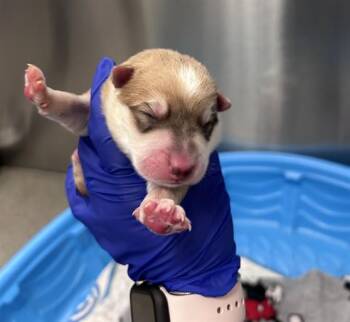 Mixed Breed Dogs Available for Adoption - LUKA | PetCurious