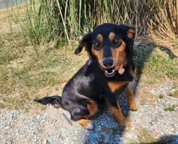 Greta -  Australian Shepherd Dog for Adoption in Manhasset, New York - Greta | PetCurious