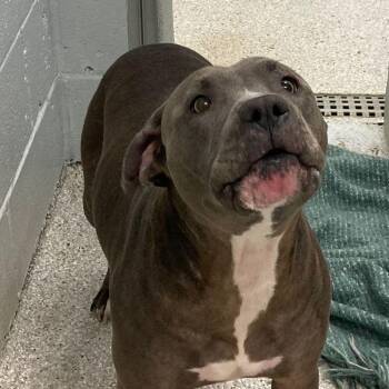 Pit Bull Terrier Dogs Available for Adoption in Lake Havasu City, Arizona - Elsa | PetCurious