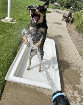 Australian Cattle Dog Blue Heeler Dogs Available for Adoption in Oakland, California - Ixora | PetCurious