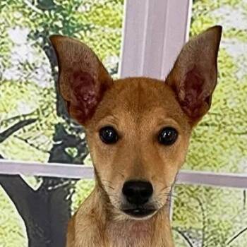 Mixed Breed Dogs Available for Adoption in Niagara Falls, Ontario - Molly (20260408-03) | PetCurious