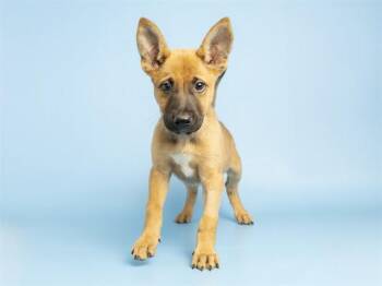 PUMPKIN -  German Shepherd Dog and Mixed Breed Dog for Adoption in Phoenix, Arizona - PUMPKIN | PetCurious