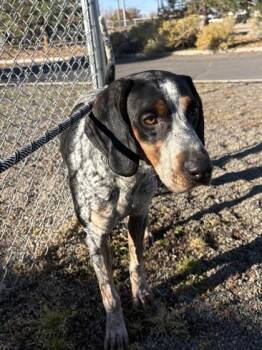 Copper -  Bluetick Coonhound Dog for Adoption in Redmond, Oregon - Copper | PetCurious