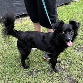 Rescue Papillon Dogs for Adoption in Hinesville, Georgia - Leon | PetCurious