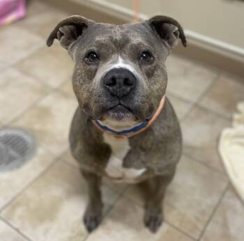 Rescue Pit Bull Terrier Dogs for Adoption in Troutdale, Oregon - Rocket (mcas) | PetCurious