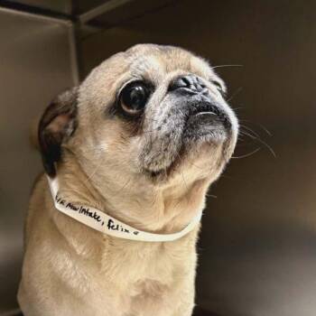 Felix -  Pug Dog Available for Adoption in Alvin, Texas - Felix | PetCurious