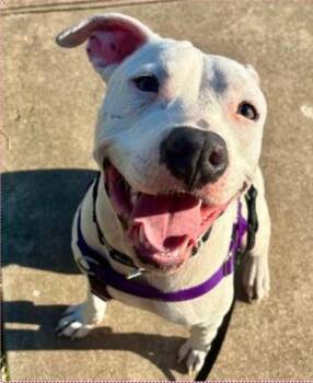 Pit Bull Terrier Dogs Available for Adoption - Haiyan | PetCurious