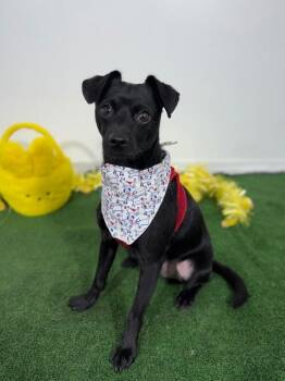 Kevin-One of our Amazing Rescue Dogs -  Chihuahua and Mixed Breed Dog for Adoption in Carlsbad, California - Kevin-One Of Our Amazing Rescue Dogs | PetCurious