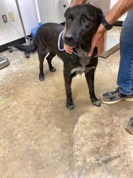 Squiggy -  Mixed Breed Dog for Adoption in Lockhart, Texas - Squiggy | PetCurious