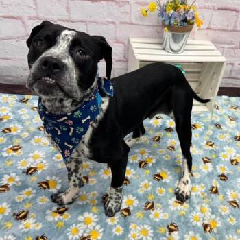 Mushu -  Mixed Breed Dog for Adoption in Dearborn, Michigan - Mushu | PetCurious