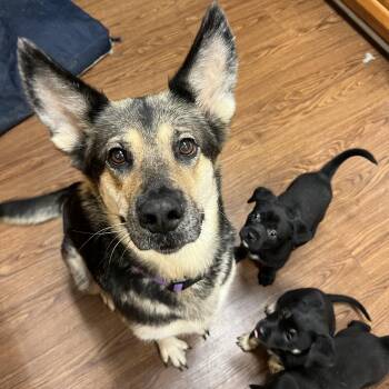Starla -  German Shepherd Dog and Corgi Dog for Adoption in Brentwood, Tennessee - Starla | PetCurious