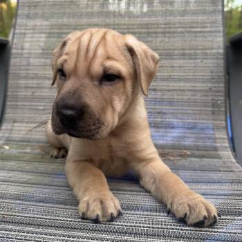 Mixed Breed Dogs Available for Adoption in Fredericksburg, Virginia - Hyperion | PetCurious