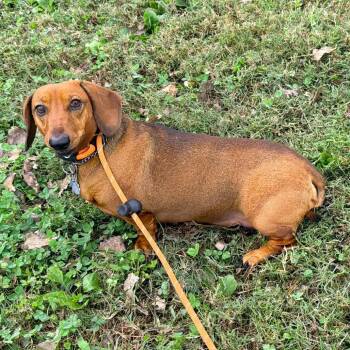 Tobby -  Miniature Dachshund Dog for Adoption in Warrensburg, Missouri - Tobby | PetCurious