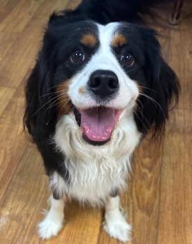 Mixed Breed Dogs Available for Adoption - Trucker | PetCurious