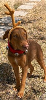 Max -  Doberman Pinscher Dog for Adoption in Gainesville, Virginia - Max | PetCurious