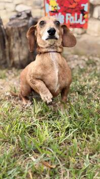 Max -  Dachshund Dog for Adoption in Shavano Park, Texas - Max | PetCurious