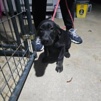 German Shepherd Dog Dogs Available for Adoption in Hinesville, Georgia - Cupcake | PetCurious