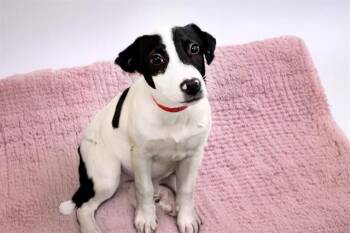 Labrador Retriever and Mixed Breed Dogs Available for Adoption - ALLI | PetCurious