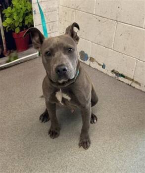 Pit Bull Terrier Dogs Available for Adoption in San Bernardino, California - COLE | PetCurious