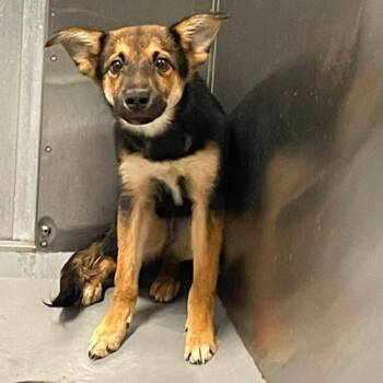 Oak -  Mixed Breed and German Shepherd Dog Dog for Adoption - Oak | PetCurious