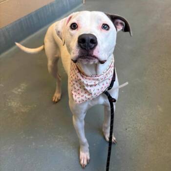 Princess -  American Staffordshire Terrier Dog for Adoption in Pittsburgh, Pennsylvania - Princess | PetCurious