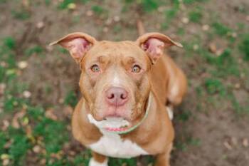 American Staffordshire Terrier Dogs Available for Adoption - Bella | PetCurious