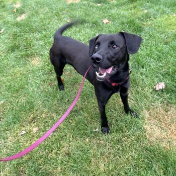 Rescue Black Labrador Retriever and Mixed Breed Dogs for Adoption in Pittsford, Vermont - Nugget | PetCurious