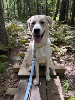 Lucky - ADOPTION FEE SPONSORED -  Great Pyrenees and Labrador Retriever Dog for Adoption in Pembroke, Massachusetts - Lucky - ADOPTION FEE SPONSORED | PetCurious