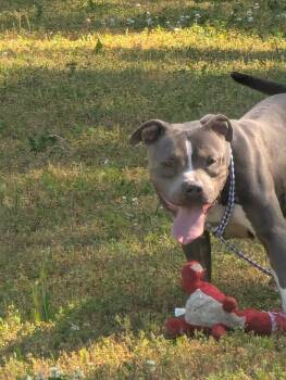 American Bulldog Dogs Available for Adoption in Rocky Mount, North Carolina - Diamond829A (RESCUE ONLY) | PetCurious